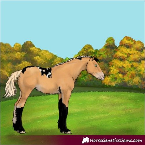 Horse Color:Gold Cream Champagne Tobiano
