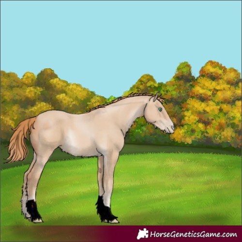 Horse Color:ERROR: UNKNOWN ANOMALY