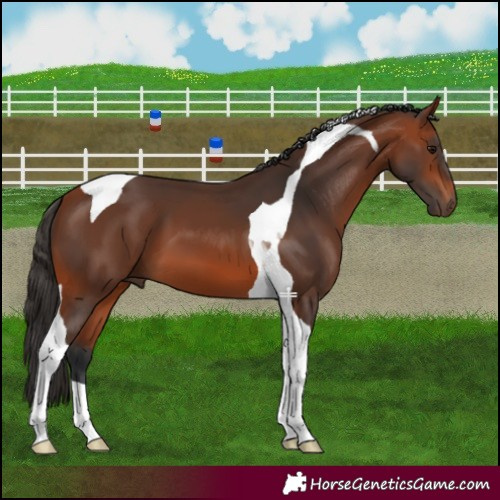 Horse Color:Bay Tobiano 
