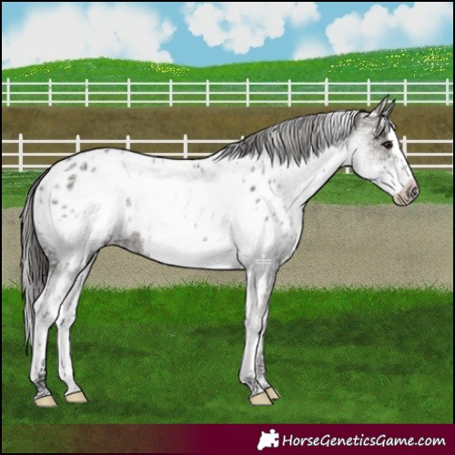 Horse Color:White Spotted Grullo Splash Appaloosa