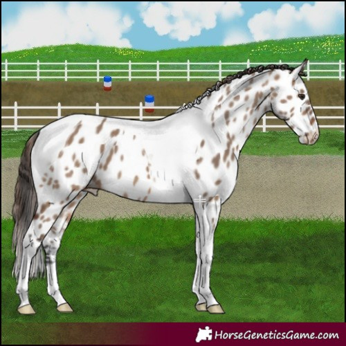 Horse Color:Brown Dun Tobiano Appaloosa 