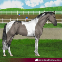 Horse Color:Grullo Tobiano