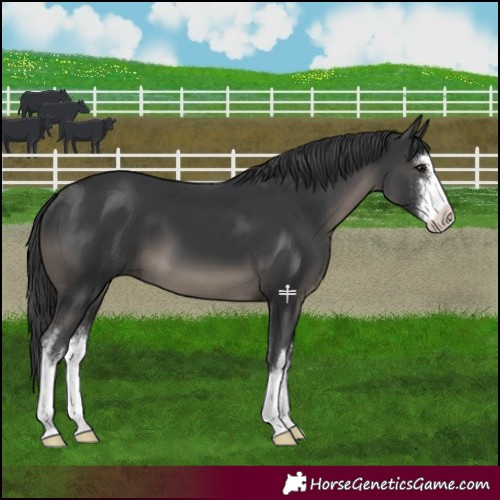 Horse Color:White Spotted Black