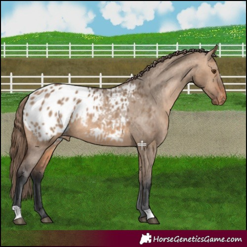 Horse Color:Bay Dun Appaloosa 