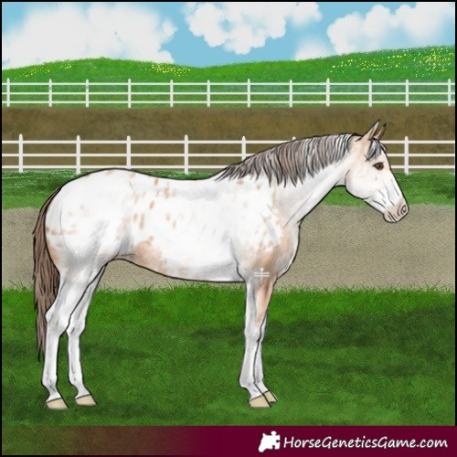 Horse Color:White Spotted Bay Dun Appaloosa 