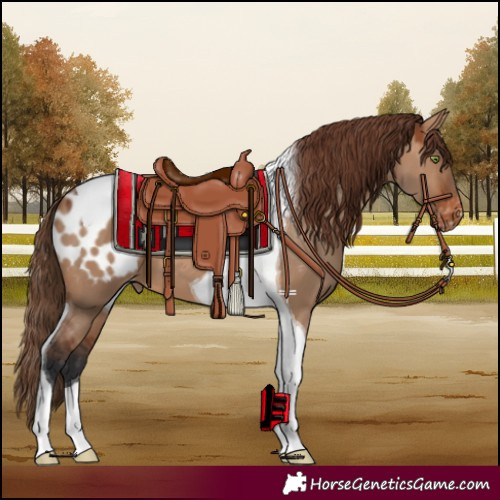 Horse Color:Bay Dun Tobiano Blanket 