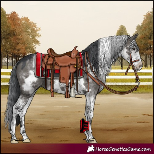 Horse Color:White Spotted Grullo Tobiano 