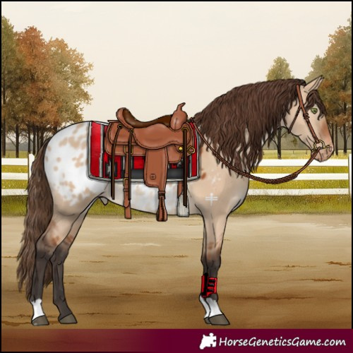 Horse Color:Bay Dun Blanket 
