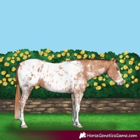 Horse Color:Gold Champagne Sabino Tobiano Blanket and Gray Gold Champagne Sabino Tobiano Blanket
