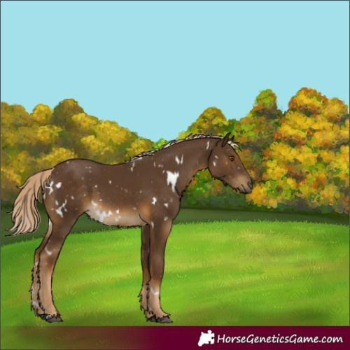 Horse Color:White Spotted Chocolate Palomino 
