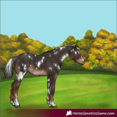 Horse Color:White Spotted Liver Chestnut 