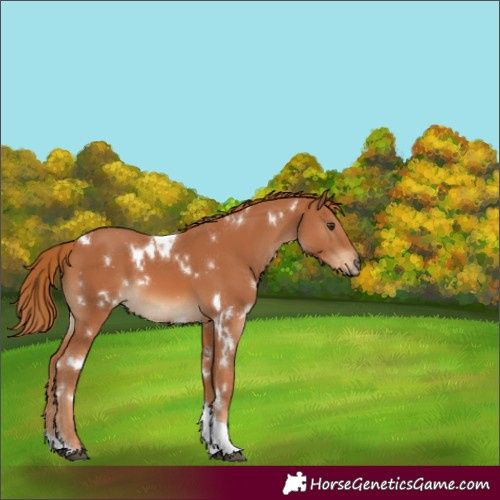 Horse Color:White Spotted Chestnut Tobiano 