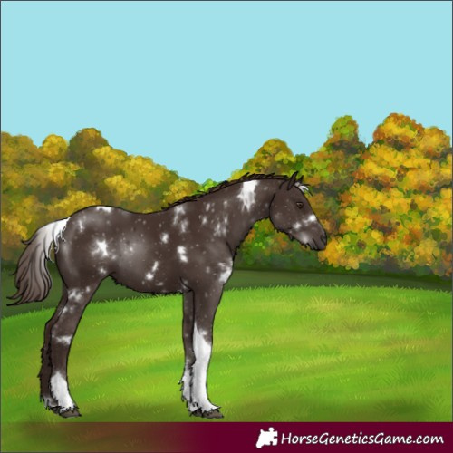 Horse Color:White Spotted Liver Chestnut Tobiano 