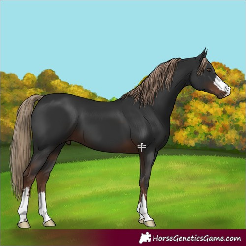 Horse Color:Liver Chestnut 