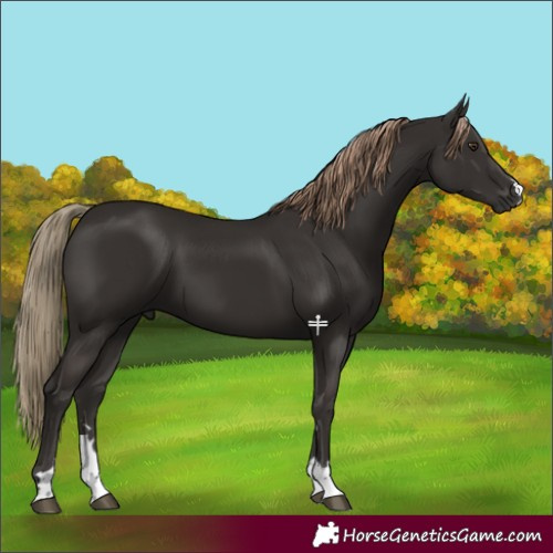 Horse Color:Liver Chestnut