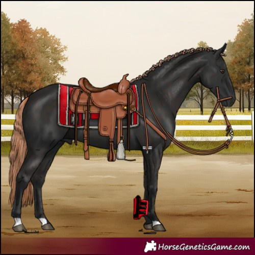 Horse Color:Liver Chestnut