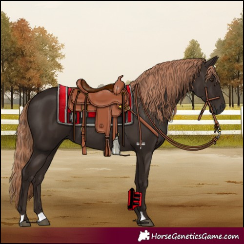 Horse Color:Liver Chestnut 