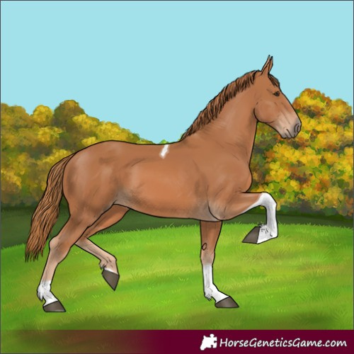 Horse Color:Chestnut Tobiano 