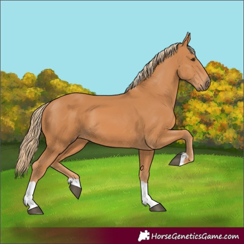 Horse Color:Chestnut Tobiano 