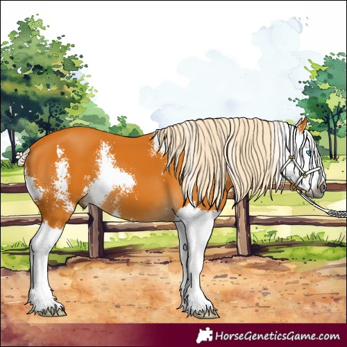 Horse Color:Gray Palomino Sabino Splash 
