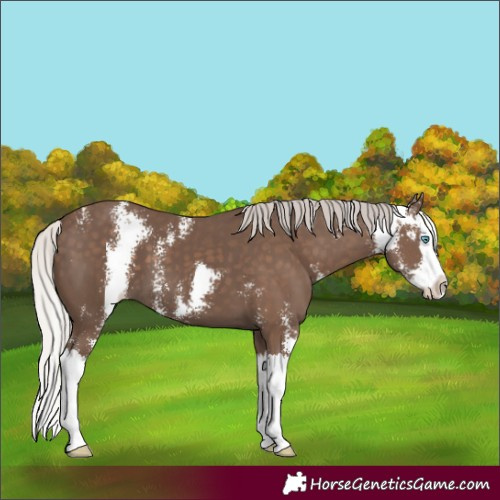 Horse Color:Silver Black Sabino Splash 