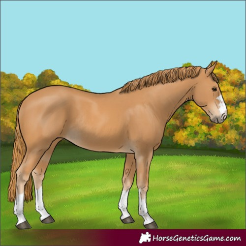 Horse Color:Chestnut Rabicano 