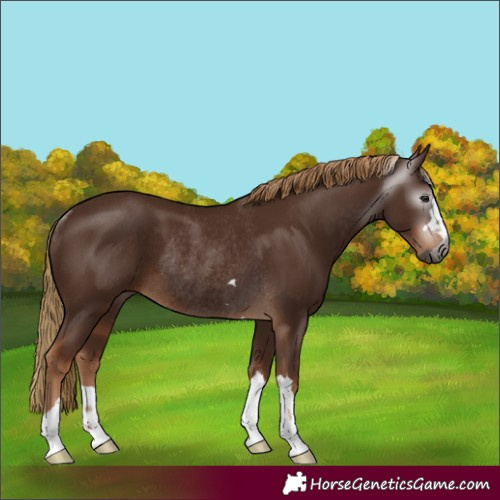 Horse Color:Gray Chestnut Rabicano 