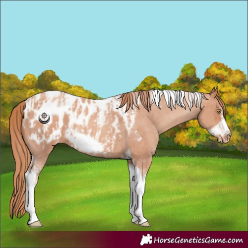 Horse Color:Gold Champagne Sabino Tobiano Frame Appaloosa  and Gold Champagne Sabino Tobiano Frame Appaloosa 
