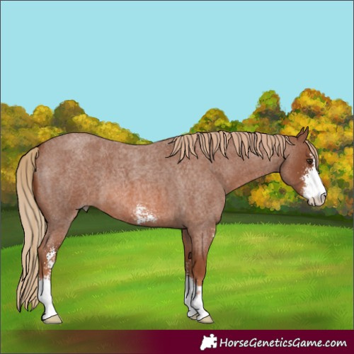 Horse Color:Unknown 