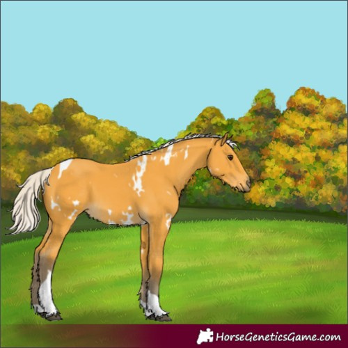Horse Color:White Spotted Silver Buckskin Tobiano 