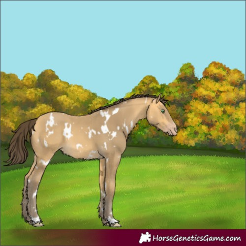 Horse Color:White Spotted Amber Cream Champagne 