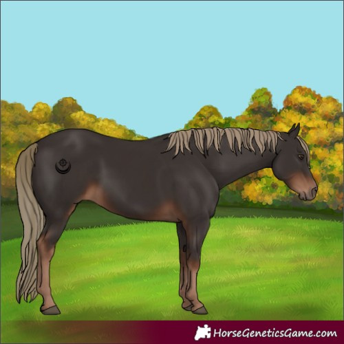 Horse Color:Liver Chestnut Rabicano 