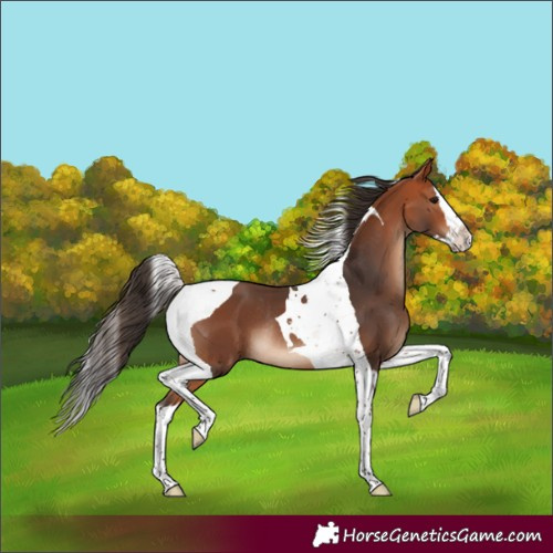 Horse Color:Bay Splash Tobiano Rabicano