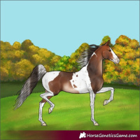 Horse Color:Bay Splash Tobiano Rabicano