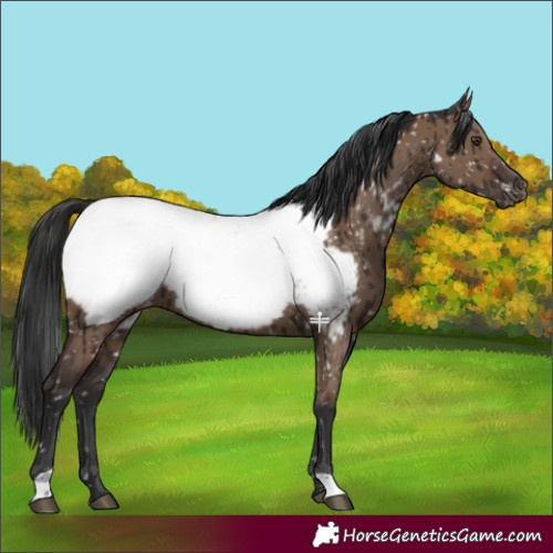 Horse Color:Liver Red Dun Near Fewspot Brindle 