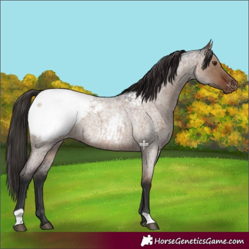 Horse Color:Liver Red Dun Roan Snowcap 