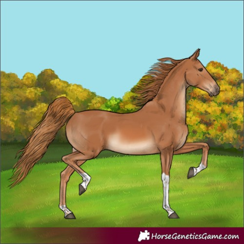 Horse Color:Chestnut Tobiano 