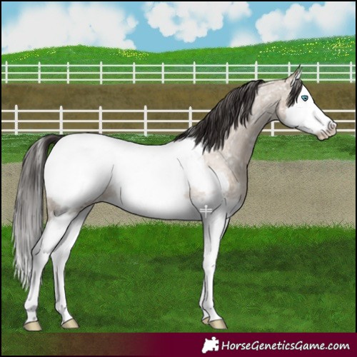 Horse Color:Liver Red Dun Roan Splash Appaloosa 