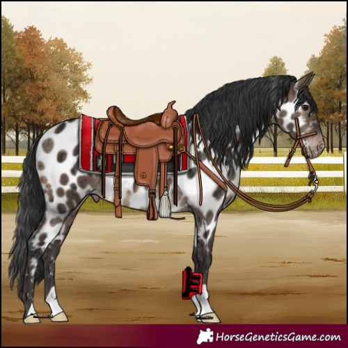Horse Color:Brown Dun Near Leopard Brindle 