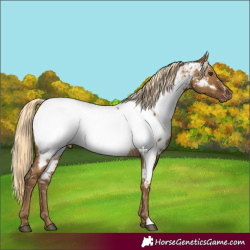 Horse Color:Chocolate Palomino Dun Appaloosa