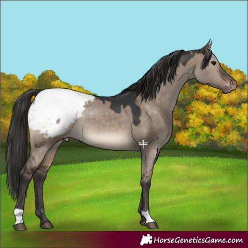 Horse Color:Brown Dun Snowcap 