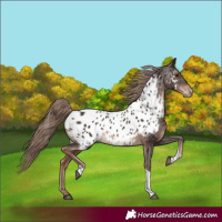 Horse Color:Liver Chestnut Tobiano Near Leopard Rabicano