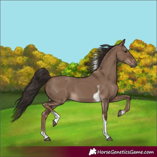 Horse Color:Liver Red Dun Tobiano 