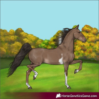 Horse Color:Liver Red Dun Tobiano 