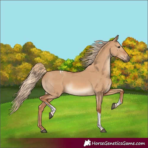 Horse Color:Red Dun Tobiano