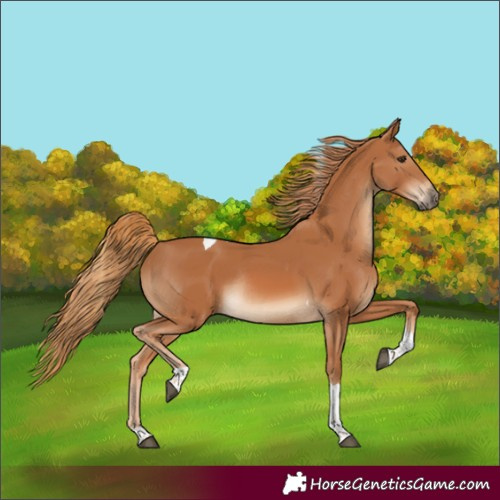 Horse Color:Chestnut Tobiano Rabicano