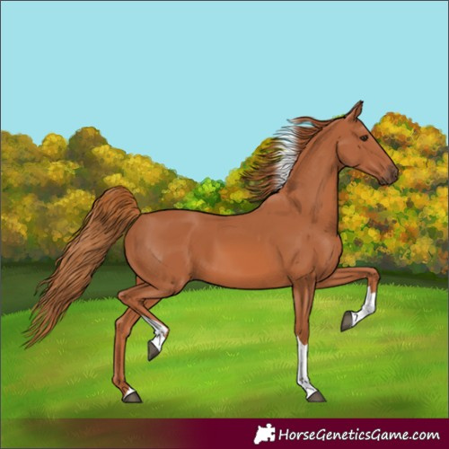 Horse Color:Chestnut Tobiano