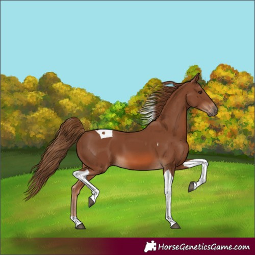 Horse Color:Chestnut Tobiano 