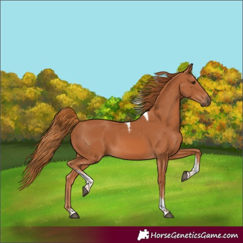 Horse Color:Chestnut Tobiano