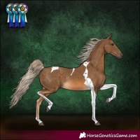 Horse Color:Chocolate Palomino Tobiano Rabicano